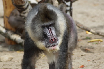 baboon