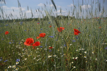 poppy field of poppies