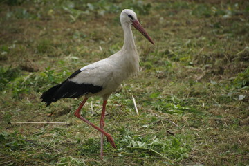 white stork