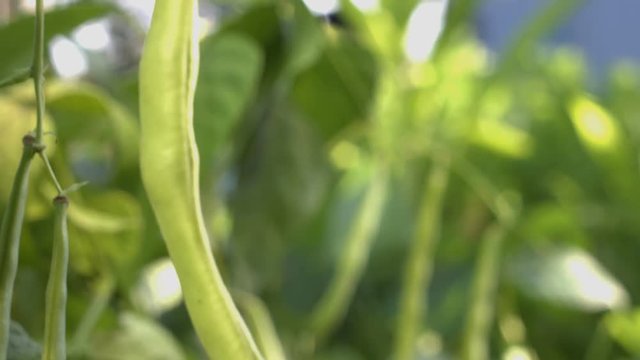 Beans growing in the garden. 3 Shots.  Green big pods of beans hang on branches in the garden under rays of the sun. Sun shines from the leaves. 1. Focus moves from the background to the front.