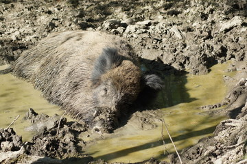pig in the mud © Wojciech