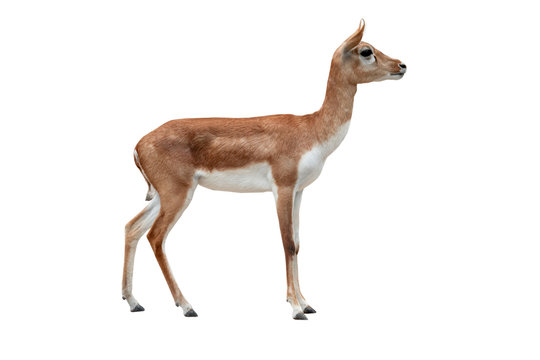 antelope (Antilope cervicapra) isolated