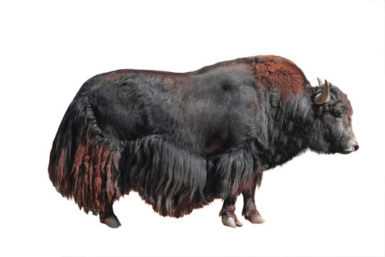 yak (bos, mutus) isolated