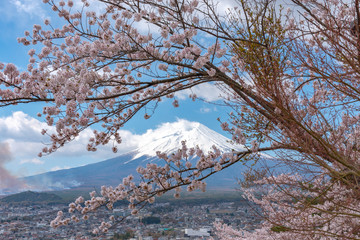 Close-up snow covered Mount Fuji ( Mt. Fuji ) with clear dark blue sky background in sakura cherry blossoms springtime sunny day. Arakurayama Sengen Park, Fujiyoshida City, Yamanashi Prefecture, Japan