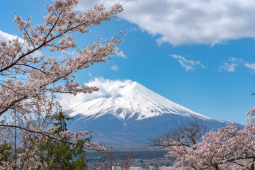 Close-up snow covered Mount Fuji ( Mt. Fuji ) with clear dark blue sky background in sakura cherry blossoms springtime sunny day. Arakurayama Sengen Park, Fujiyoshida City, Yamanashi Prefecture, Japan