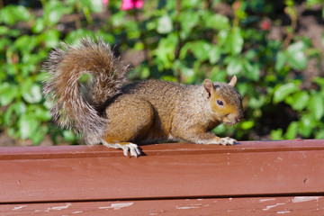 Beautiful little squirrel in the forest