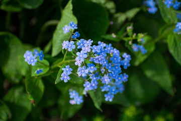 Spring blue forget-me-nots flowers, pastel background, selective focus.