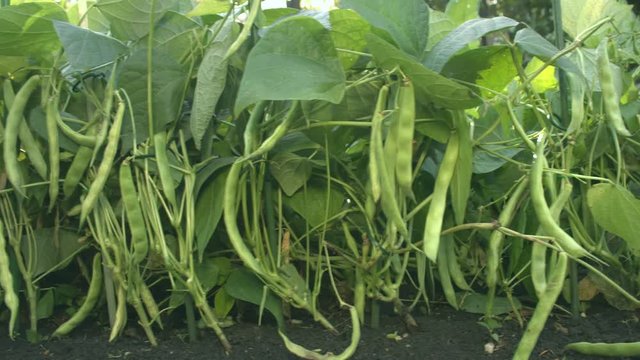 Beans growing in the garden. 2 Shots.  Green big pods of beans hang on branches in the garden under rays of the sun. Some pods are dry and yellow. Sun shines into camera from leaves. Everywhere plants
