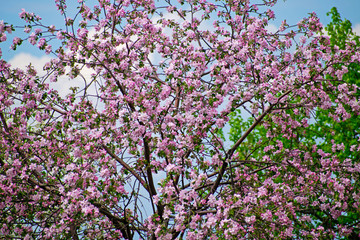 Apple tree in bloom. Apple orchard,blooming cherry trees, fruit trees, pink color.