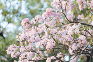 Obraz premium Pink trumpet tree 