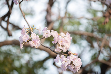 close up of Pink trumpet tree 