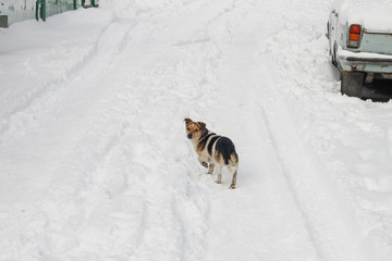 Dog on the snowy road