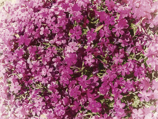 Fototapeta premium Background of flower of Phlox subulata, vintage filtre.