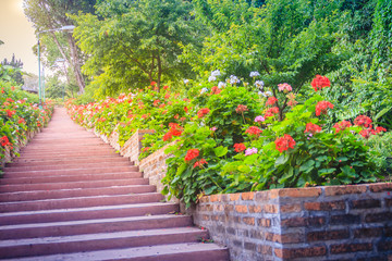Perspective row of pink and red blooming geranium flowers on side of the brick and stone staircase at Bhubing palace, Chiang Mai, Thailand. Selective focus