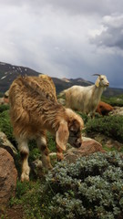 Naklejka premium Goat