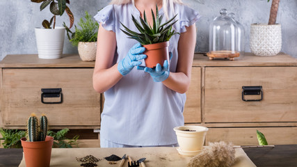 Home gardening concept. Plant transplantation background. Woman with houseplant and garden tools.