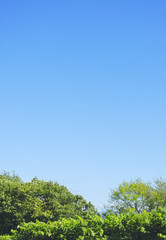 木　草　空　素材