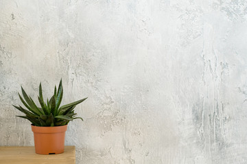 Home plant decor. Modern interior design. Single houseplant on dresser. Copy space on grey textured background.