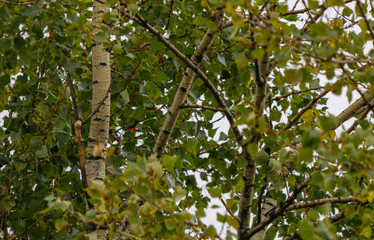Drone that landed on the tree