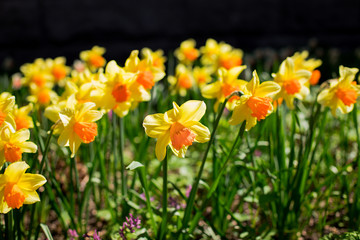 Fototapeta premium Yellow fresh and white spring growing blooming daffodils background.daffodil in garden, sunny spring weather.