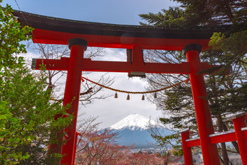 Close-up Torii Gate with Mount Fuji ( Mt. Fuji ) in cherry blossoms springtime sunny day with clear blue sky natural background. Arakurayama Sengen Park, Fujiyoshida City, Yamanashi Prefecture, Japan