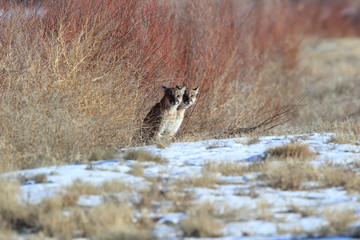 Two cougars are watching the environment in the Bosque del Apache National Wildlife Refuge,New...