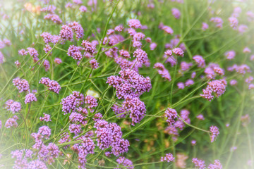 Beautiful purple flower of Verbena bonariensis, also know as purpletop vervain, clustertop vervain, Argentinian vervain, tall verbena or pretty verbena. Selective focus