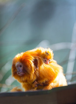 Golden Lion Tamarin Leontopithecus Rosalia Images Browse 66 Stock Photos Vectors And Video Adobe Stock