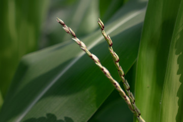 The tassel of corn plant (Zea mays)
