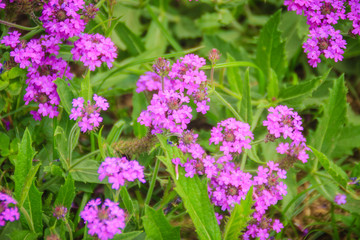 Beautiful purple flower of Verbena rigida, known as slender vervain or tuberous vervain, is a flowering herbaceous perennial plant in the family Verbenaceae.