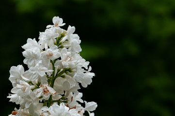 Syringa vulgaris in garden , dark green bacground