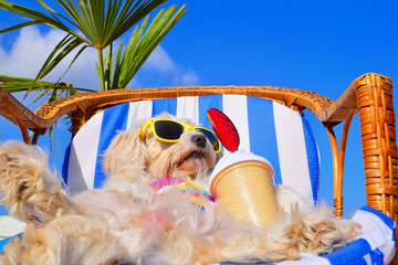 funny dog with sunglasses