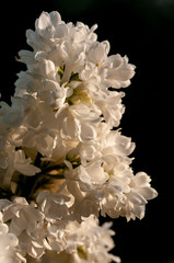 White Syringa vulgaris in sunset