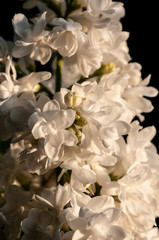 Fototapeta na wymiar White Syringa vulgaris in sunset