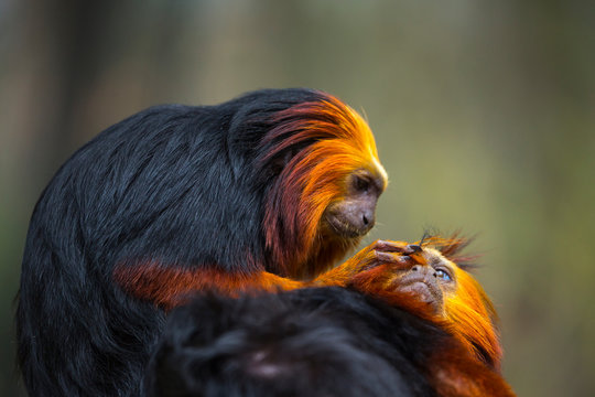 Golden-headed lion tamarin (Leontopithecus chrysomelas)