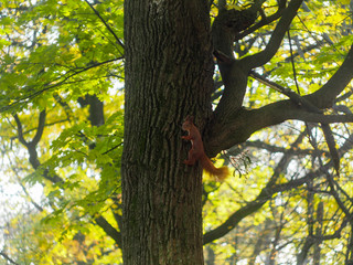Obraz premium Squirrel on a tree on a sunny autumn day