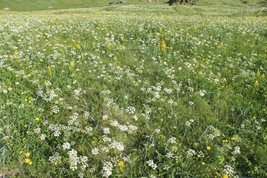 wild flowers