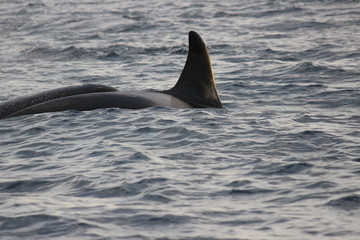 Fototapeta premium whale in the midnightsun