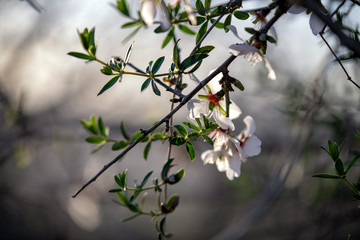 Israel wild almond flowers
