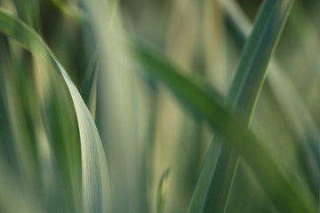 Grassy green abstract background, beautiful grass.