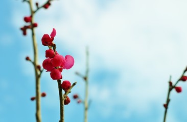 紅梅　そら　つぼみ　茨城