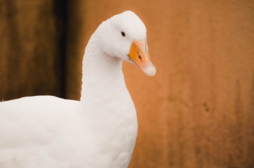  Spectacular portrait of a goose. Animal