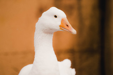 Spectacular portrait of a goose. Animal