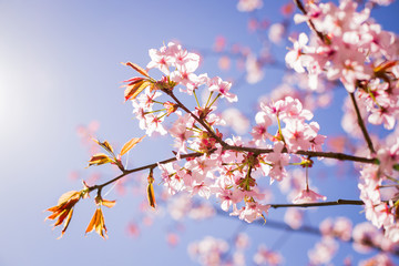 pink Sakura blossom branch under Sakura tree shade behind sunlight ray and blue sky in background.magnificent cherry blossom.Cherry flowers blooming. Beautiful pink blossom. Branch against the blue
