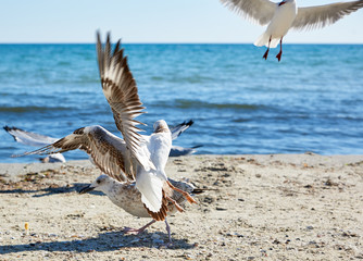 flock of seagulls on the beach