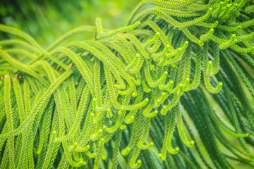 Norfolk Island pine (Araucaria heterophylla) green leaves background.  It's also known as star pine, triangle tree or living Christmas tree, due to its symmetrical shape as a sapling.