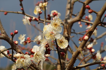 梅の花　白梅　いい香り　茨城
