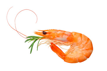 one shrimp isolated on a white background. top view