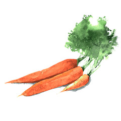 Bunch of watercolor carrots. Hand drawn illustration isolated on white background. Vector - 250644096