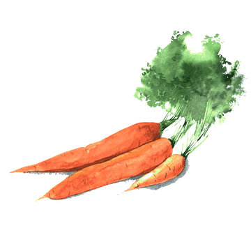 Bunch of watercolor carrots. Hand drawn illustration isolated on white background. Vector